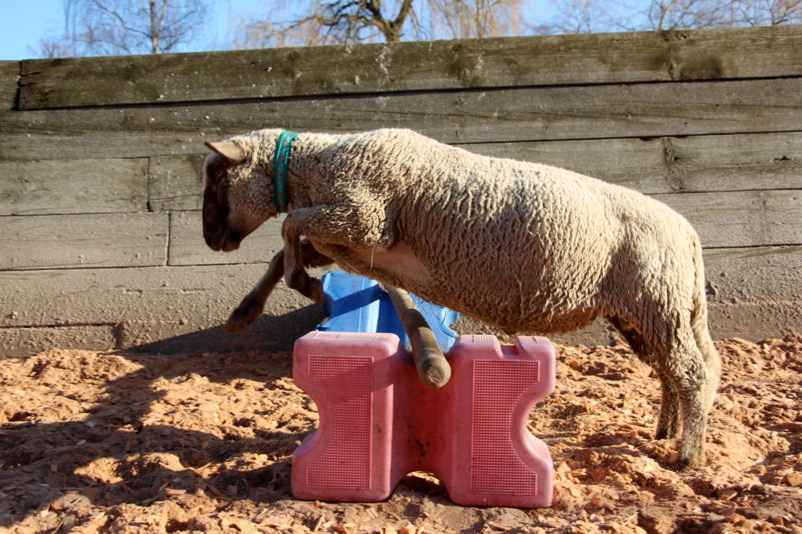 Ein-großer-Sprung-für-ein-Schaf.jpg