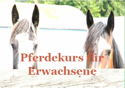 Pferdekurs_erwachsene.jpg