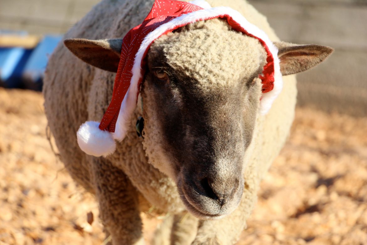 Santa-Maeh.jpg
